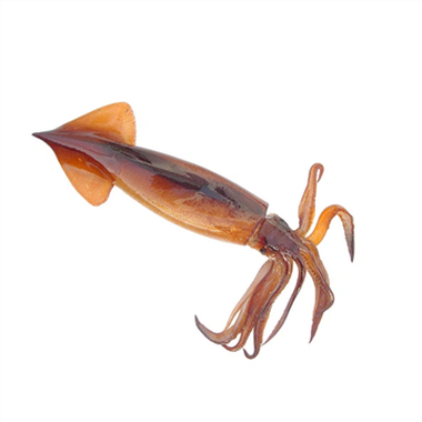 Japanilainen lentävä kalmari - Todarodes pacificus