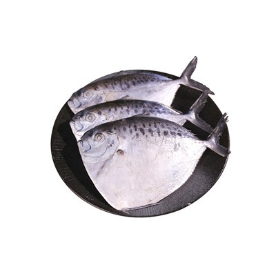 FROZEN KUUKALA - Mene Maculata