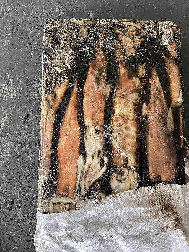 Frozen Peru Squid high quality