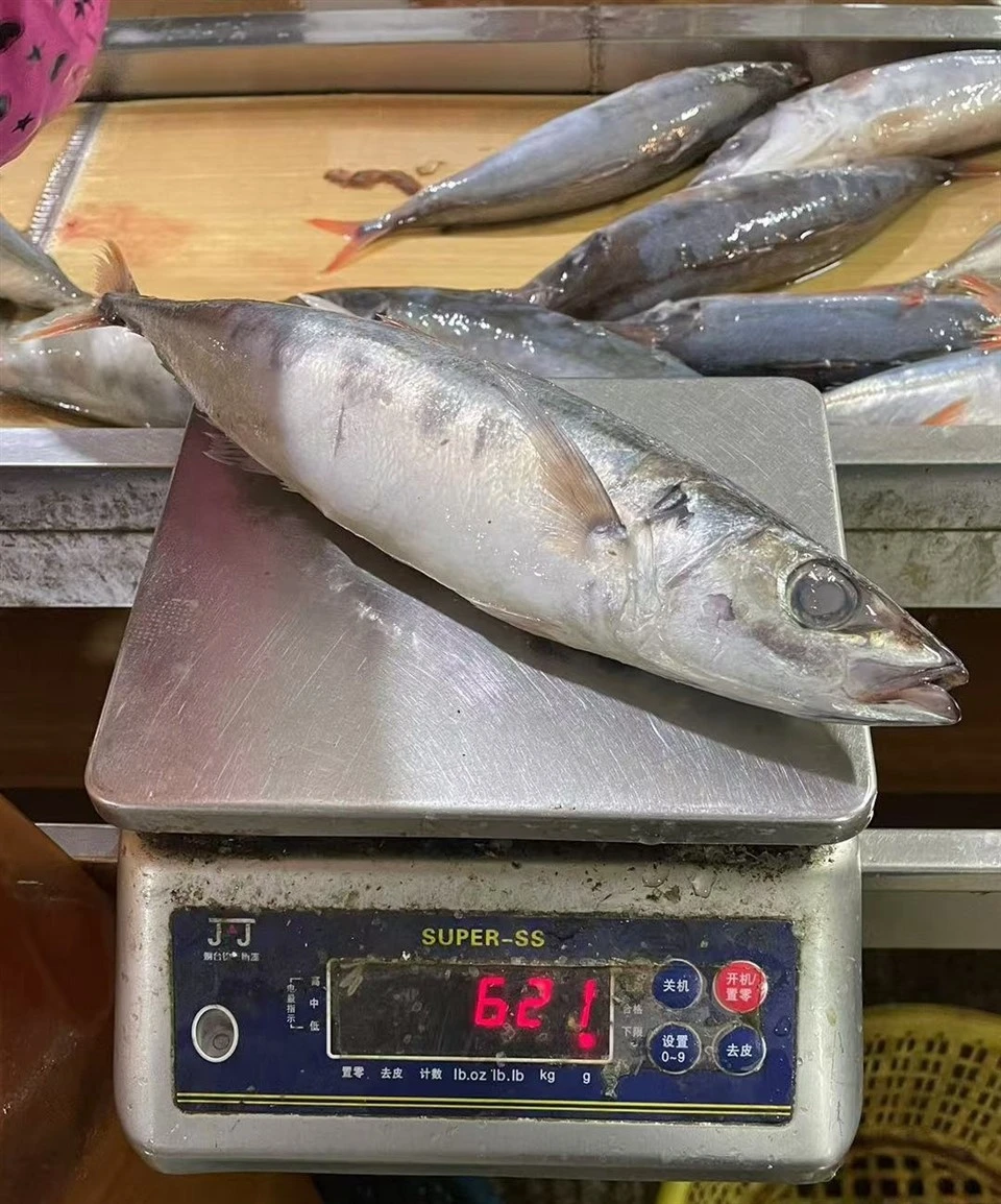 Frozen Red Tail Horse Mackerel