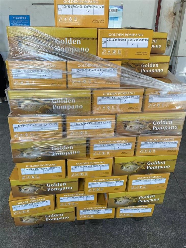 Frozen Fish For Golden Pompano