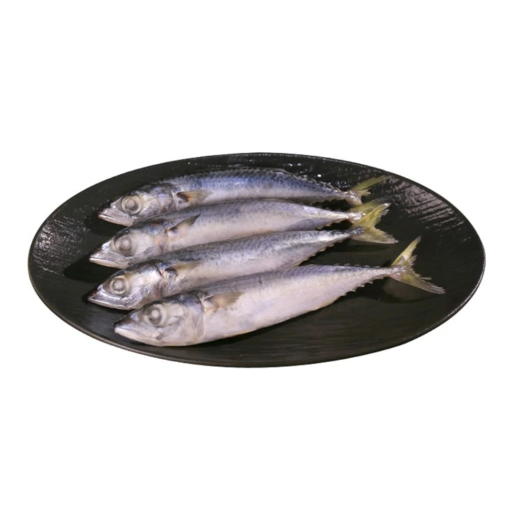 IQF Pacific Mackerel